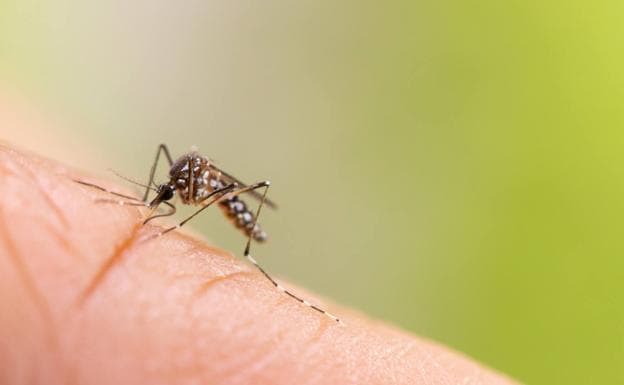 Picaduras De Insectos: Qué Bicho Me Ha Picado | Cómo Saber Qué Insecto ...